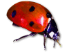 Captcha image 9113